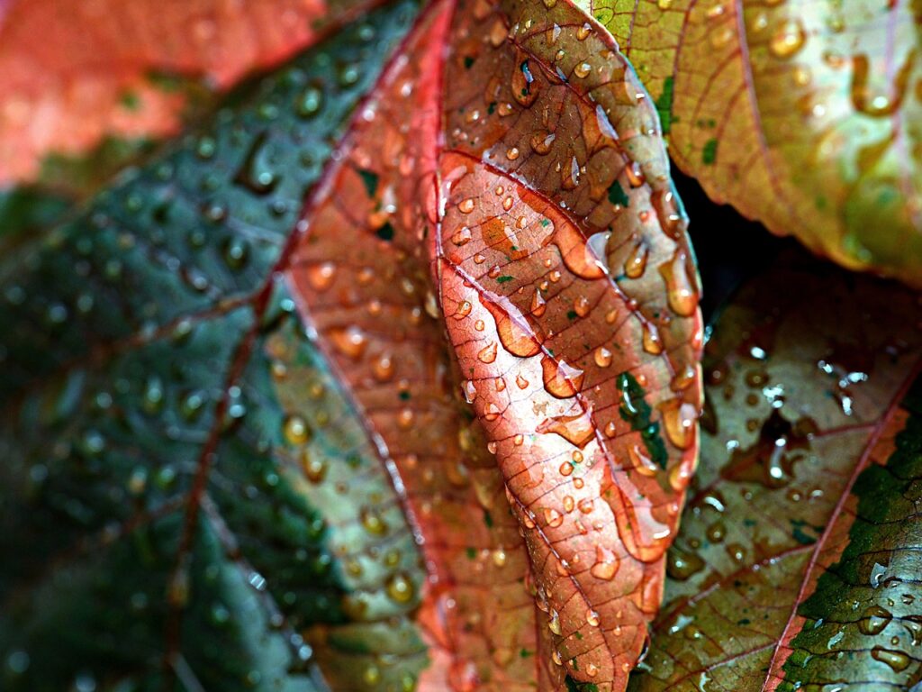 葉っぱに雨のしずくが滴っている写真