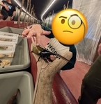 ヘラクレスオオカブトを、子供が触っている様子