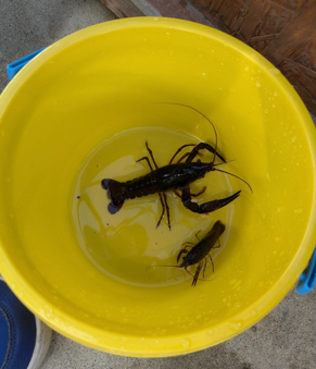 黄色いバケツにザリガニが2匹入っている様子