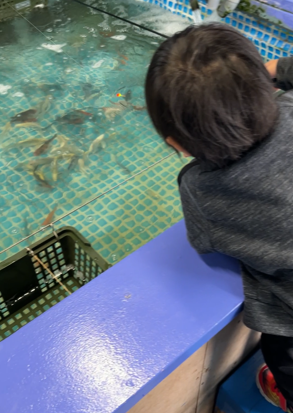 釣り堀で魚を釣ろうとしている様子
