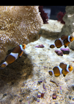 水槽に入っている、カクレクマノミ