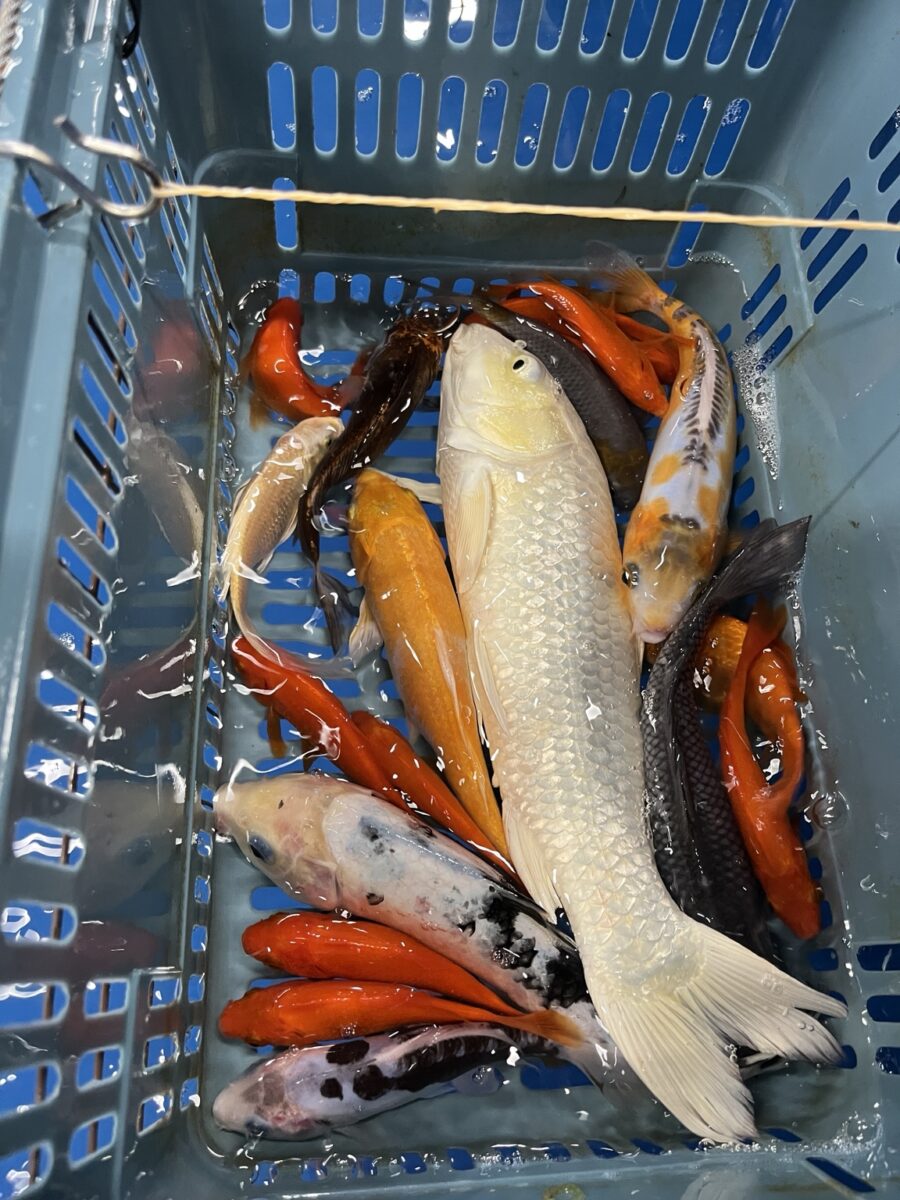 南山の釣り堀で釣れた魚がかごに入っている様子