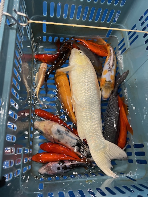 釣れた金魚、鯉が、かごに入っている写真