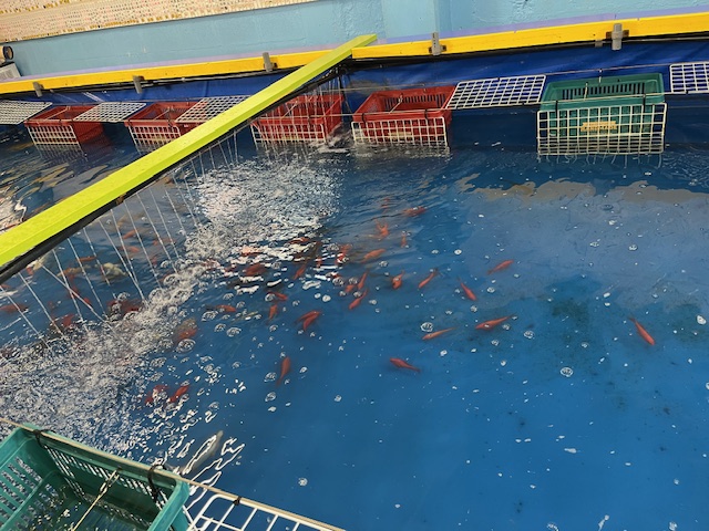 釣り堀、金魚、鯉