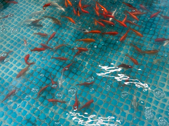 釣り堀にいる、金魚の様子